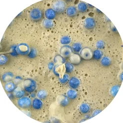 Blueberry Pancake Batter