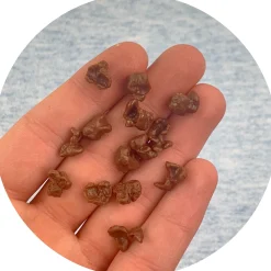 Chocolate Mini Popcorns